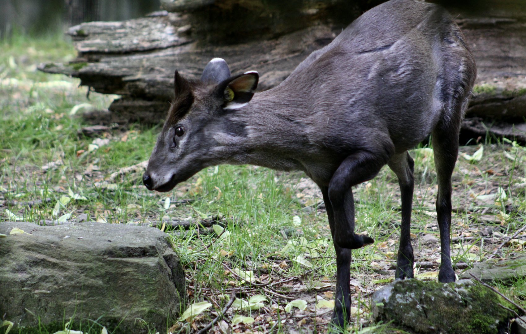 Western Chinese Tufted Deer (Elaphodus cephalophus cephalophus)