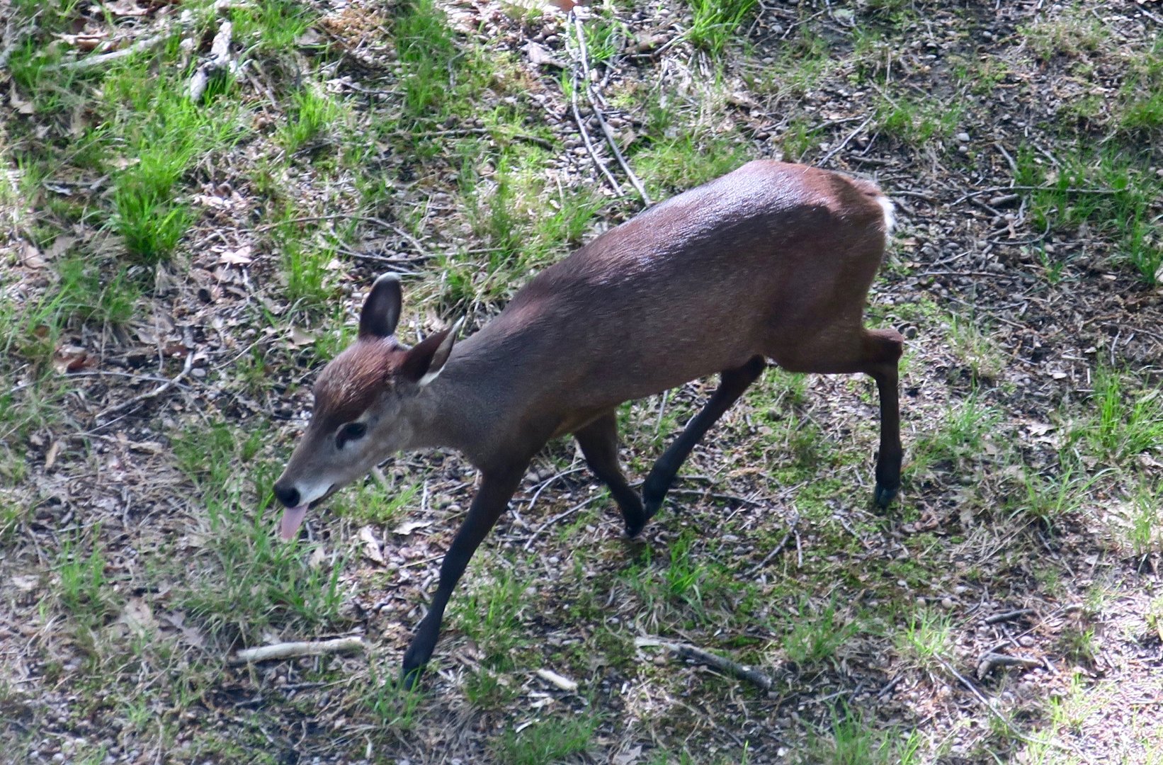 Western Chinese Tufted Deer (Elaphurus cephalophus cephalophus)