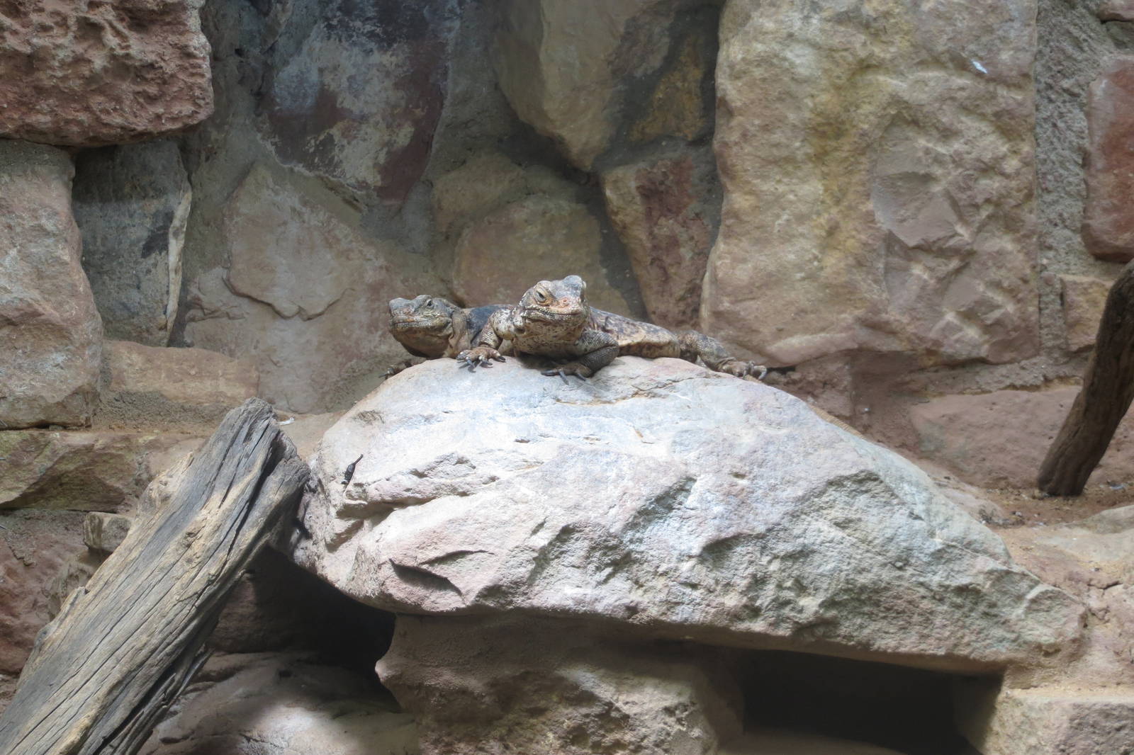 western chuckwalla 201013