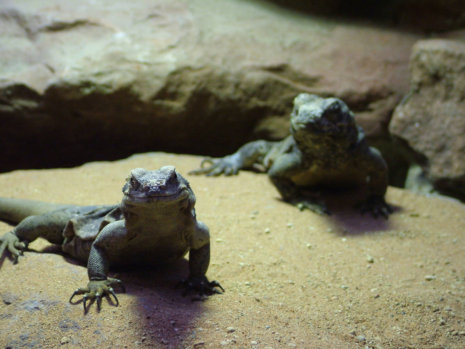 Western Chuckwalla at Bristol 19/12/09