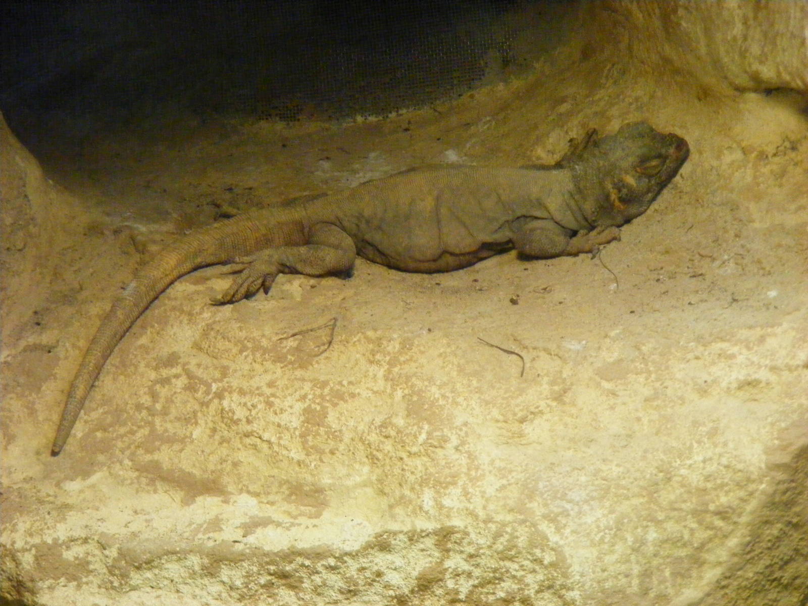 Western chuckwalla at Bristol Zoo, 1 August 2010