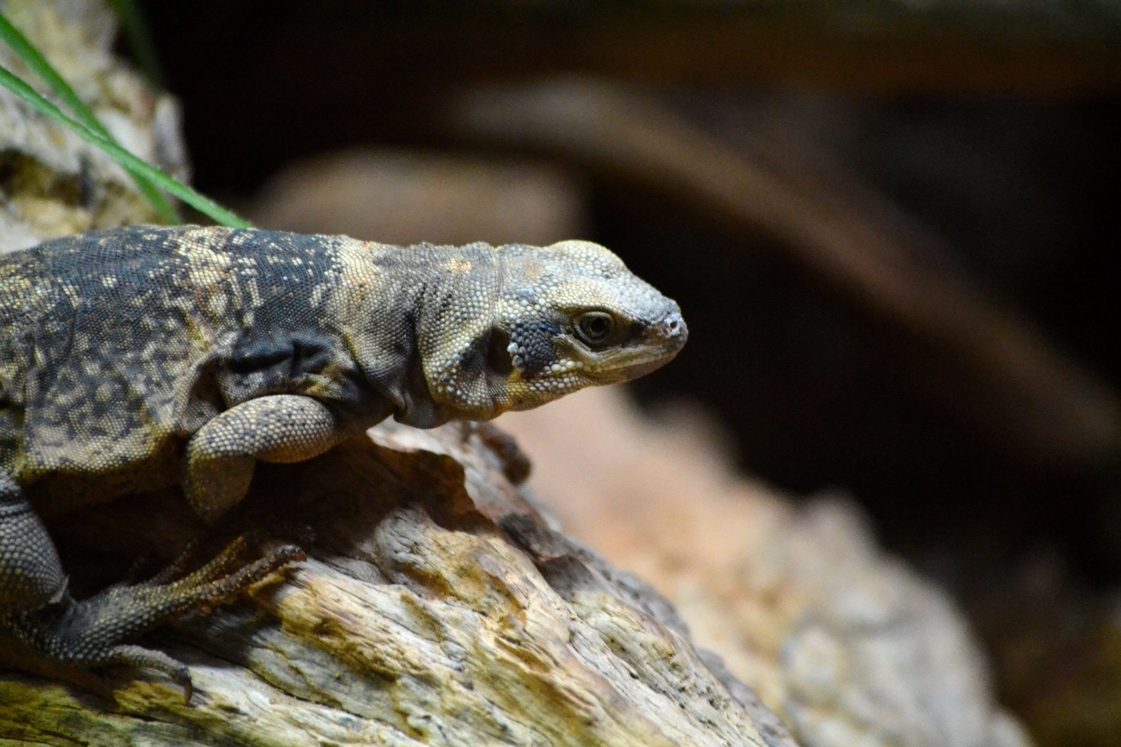 Western Chuckwalla - December 2015