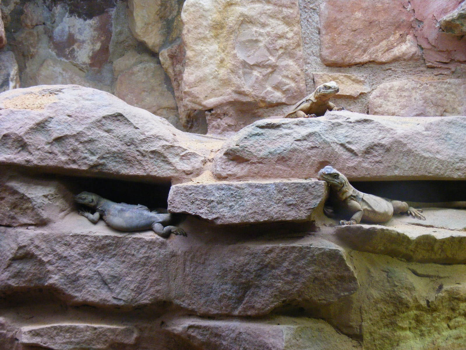 Western chuckwallas at Bristol Zoo, 1 August 2010