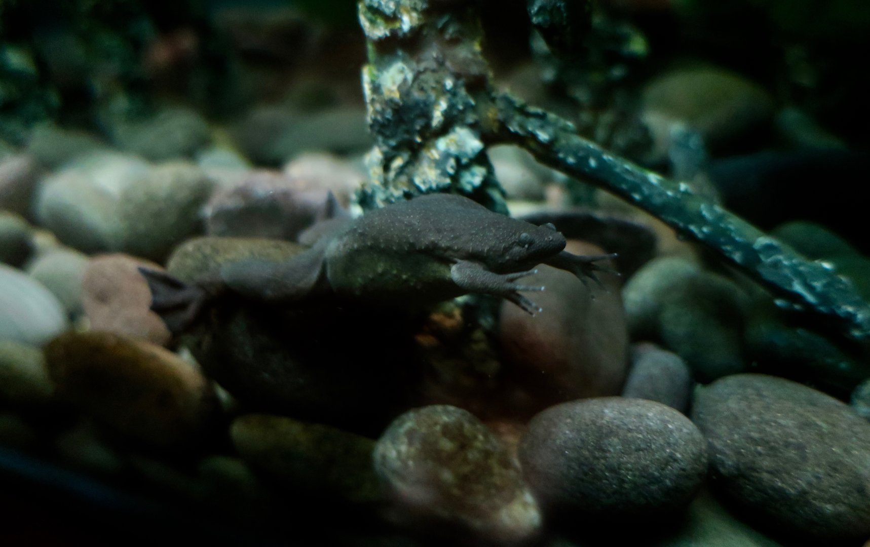 Western Clawed Frog (Xenopus tropicalis)