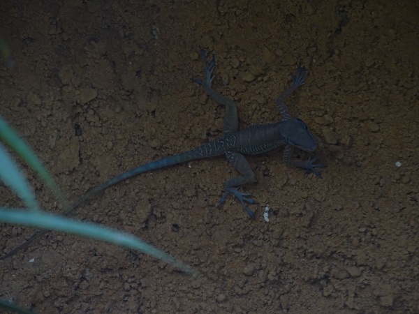Western cliff anole (Anolis bartschi)