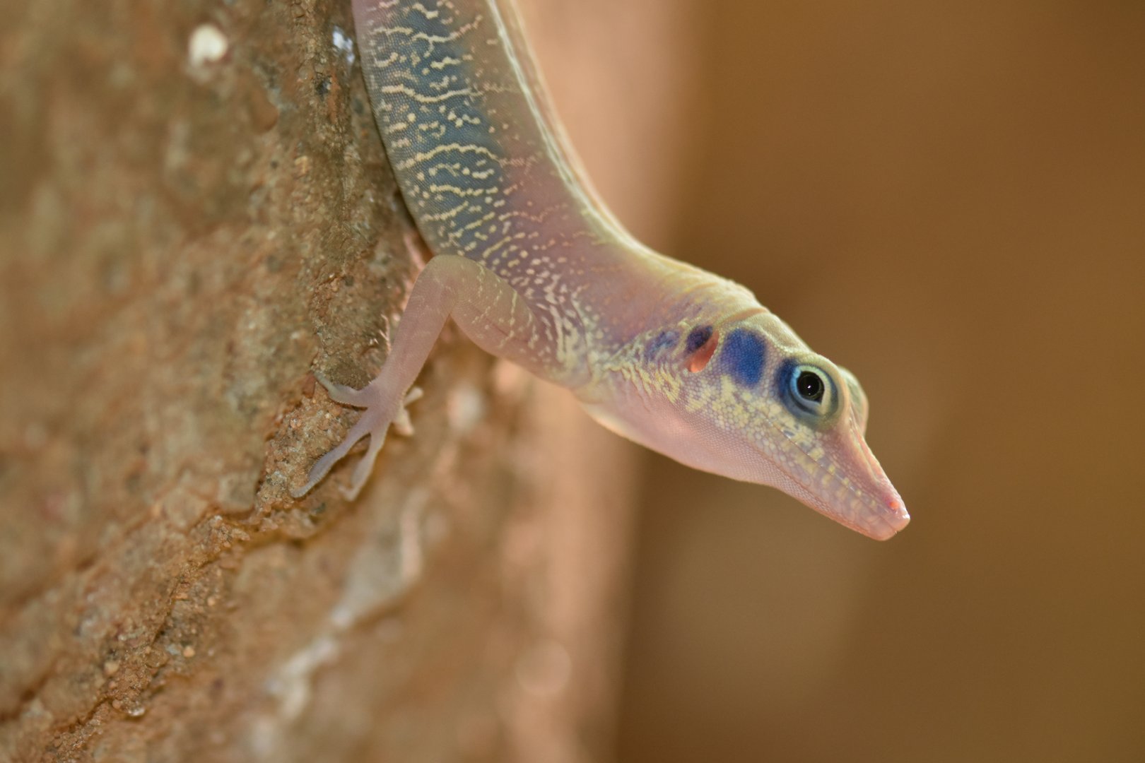 Western cliff anole Anolis bartschi