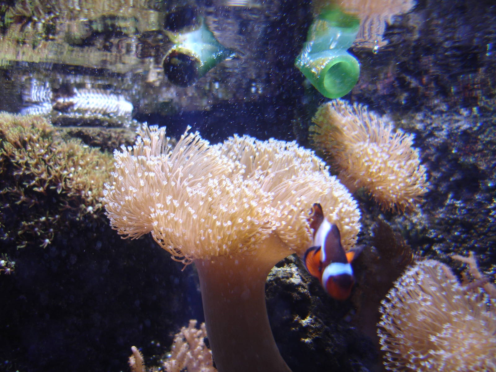 Western Clown Fish