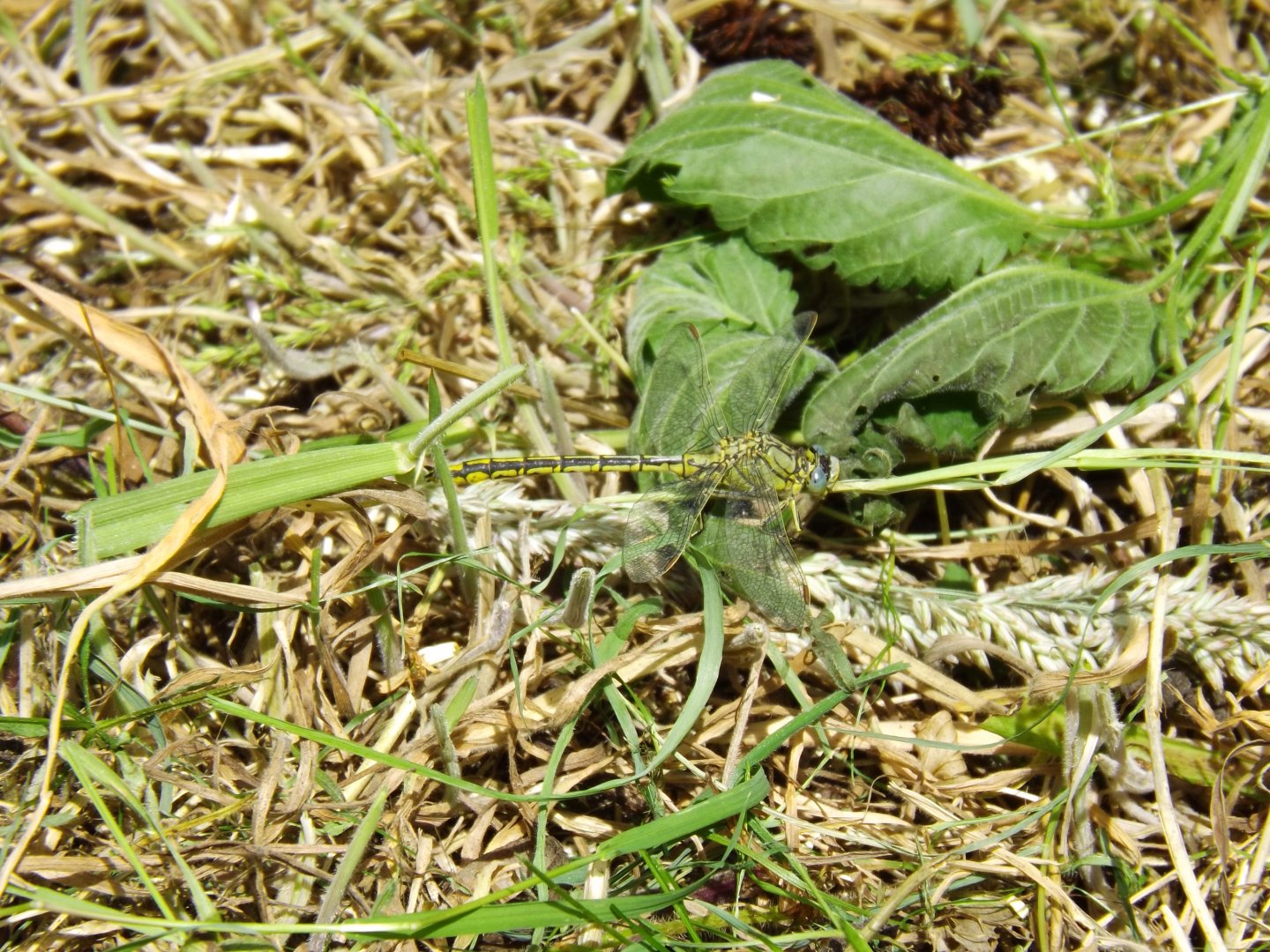 Western Clubtail (Gomphus pulchellus)