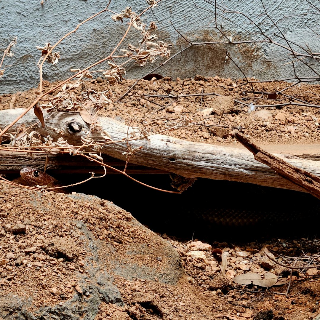 Western Coachwhip (Masticophis flagellum testaceus)