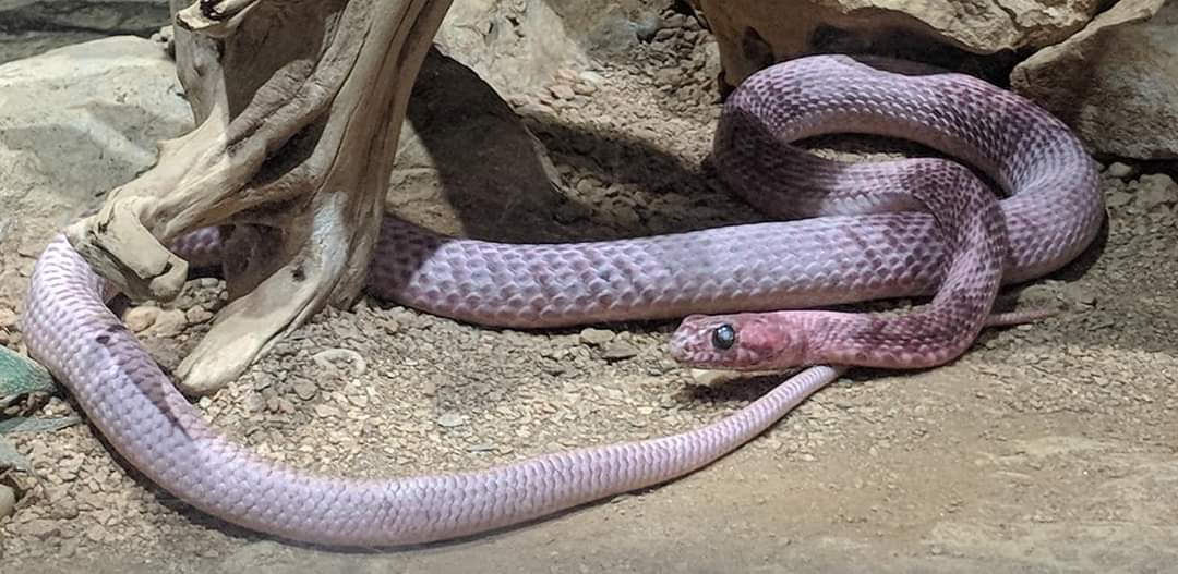 Western coachwip (Masticophis flagellum testaceus)