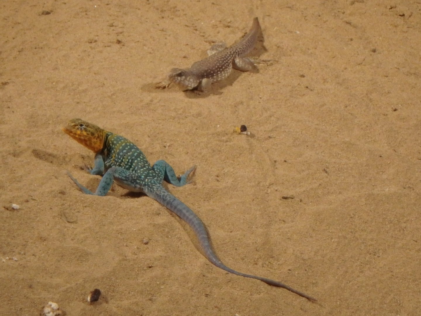 Western collared lizard and desert iguana
