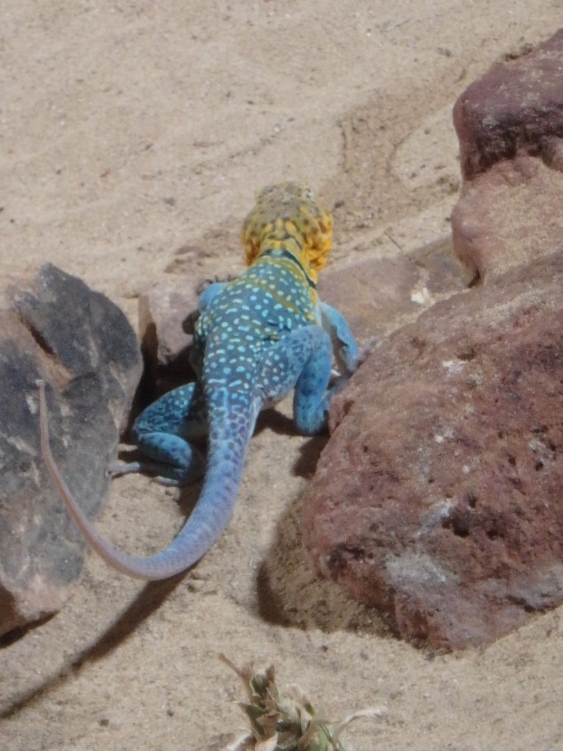 Western collared lizard