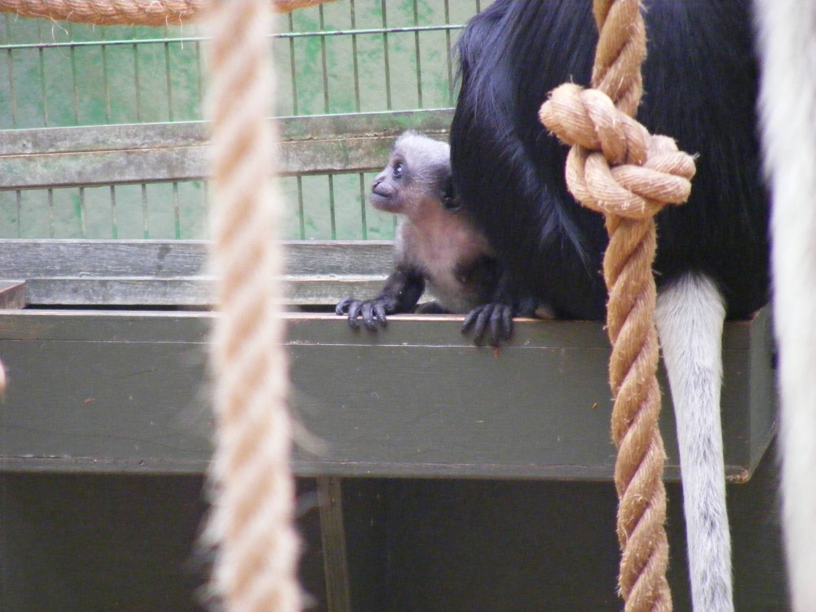 Western colobus monkey at Marwell Wildlife, 8 August 2010