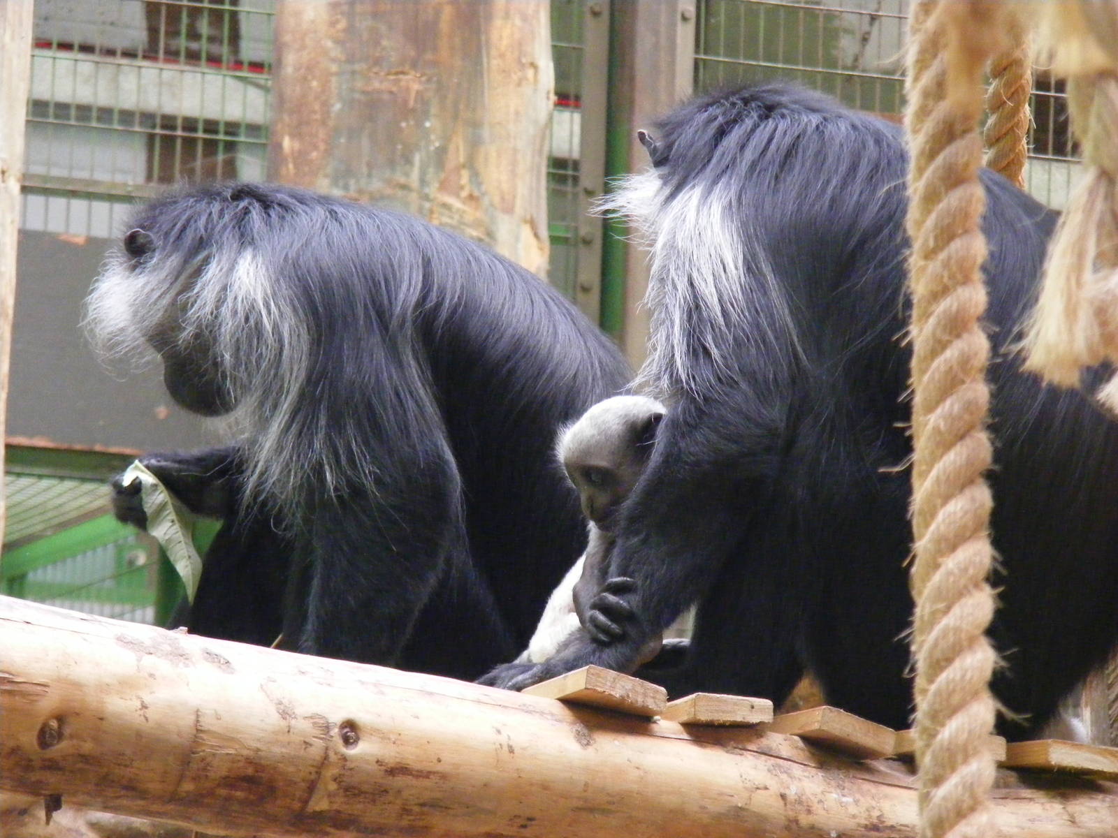 Western colobus monkeys at Marwell Wildlife, 8 August 2010