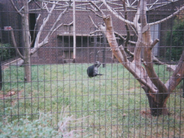 Western Colobus Sobells 1990.