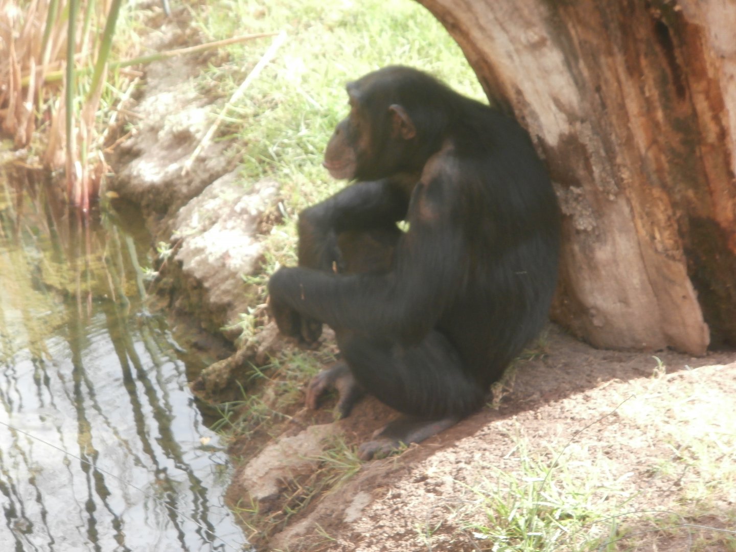 Western common chimpanzee -Bioparc Valencia (Summer 2017)