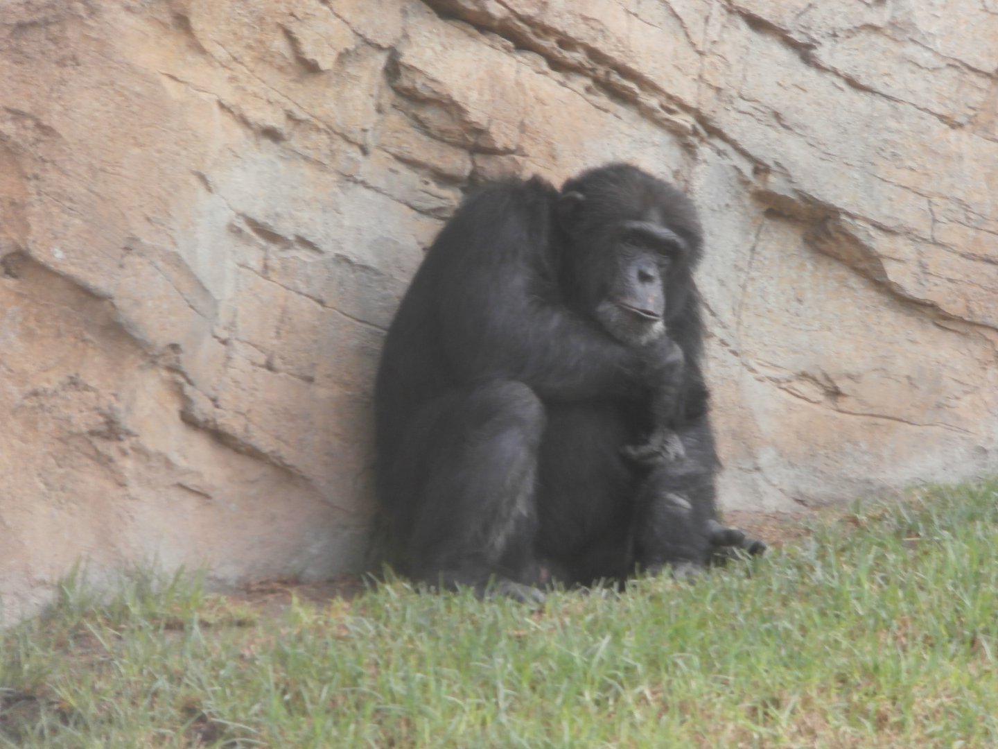 Western common chimpanzee -Bioparc Valencia (Summer 2017)
