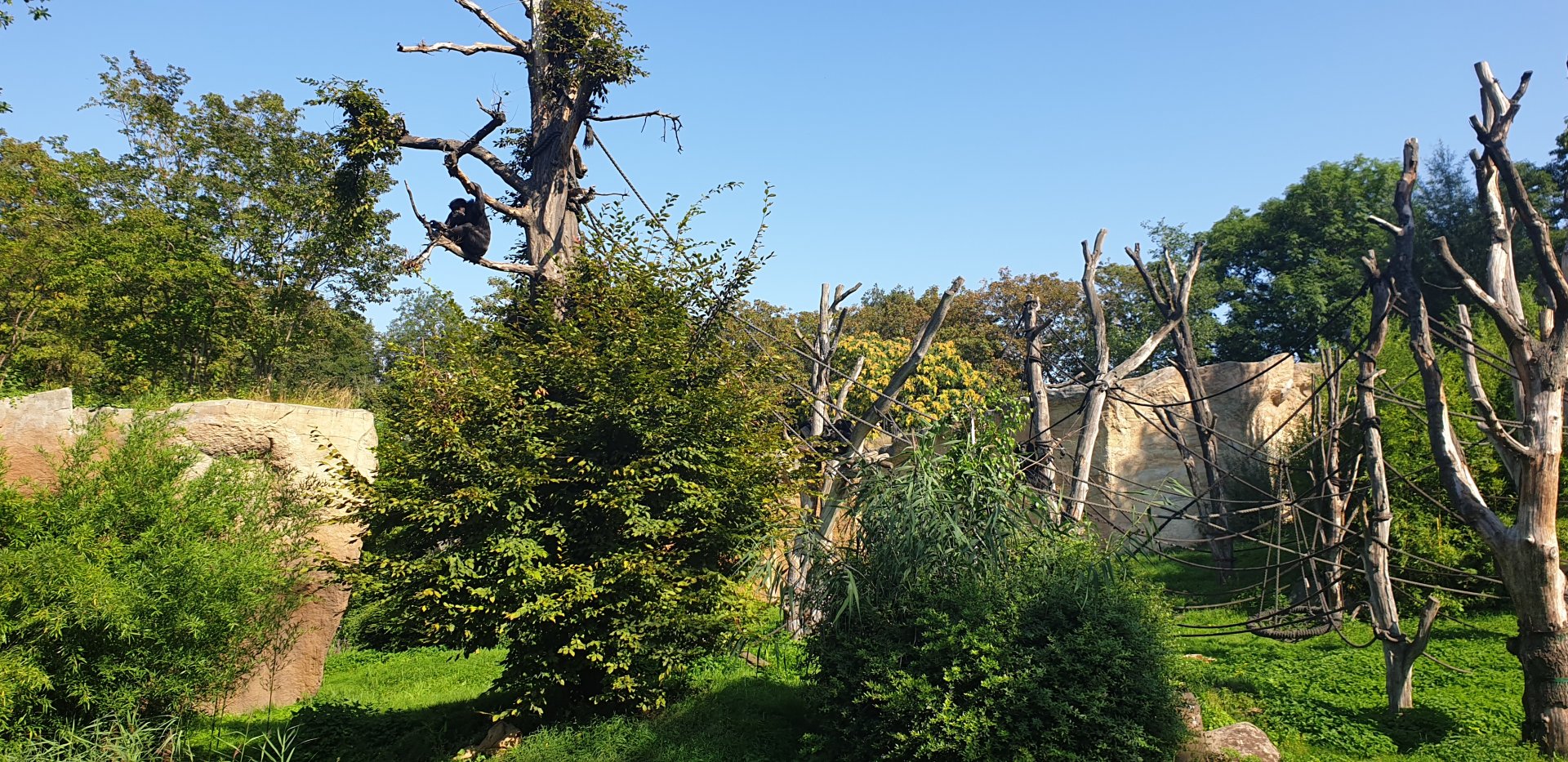 Western common chimpanzee enclosure, Pongoland