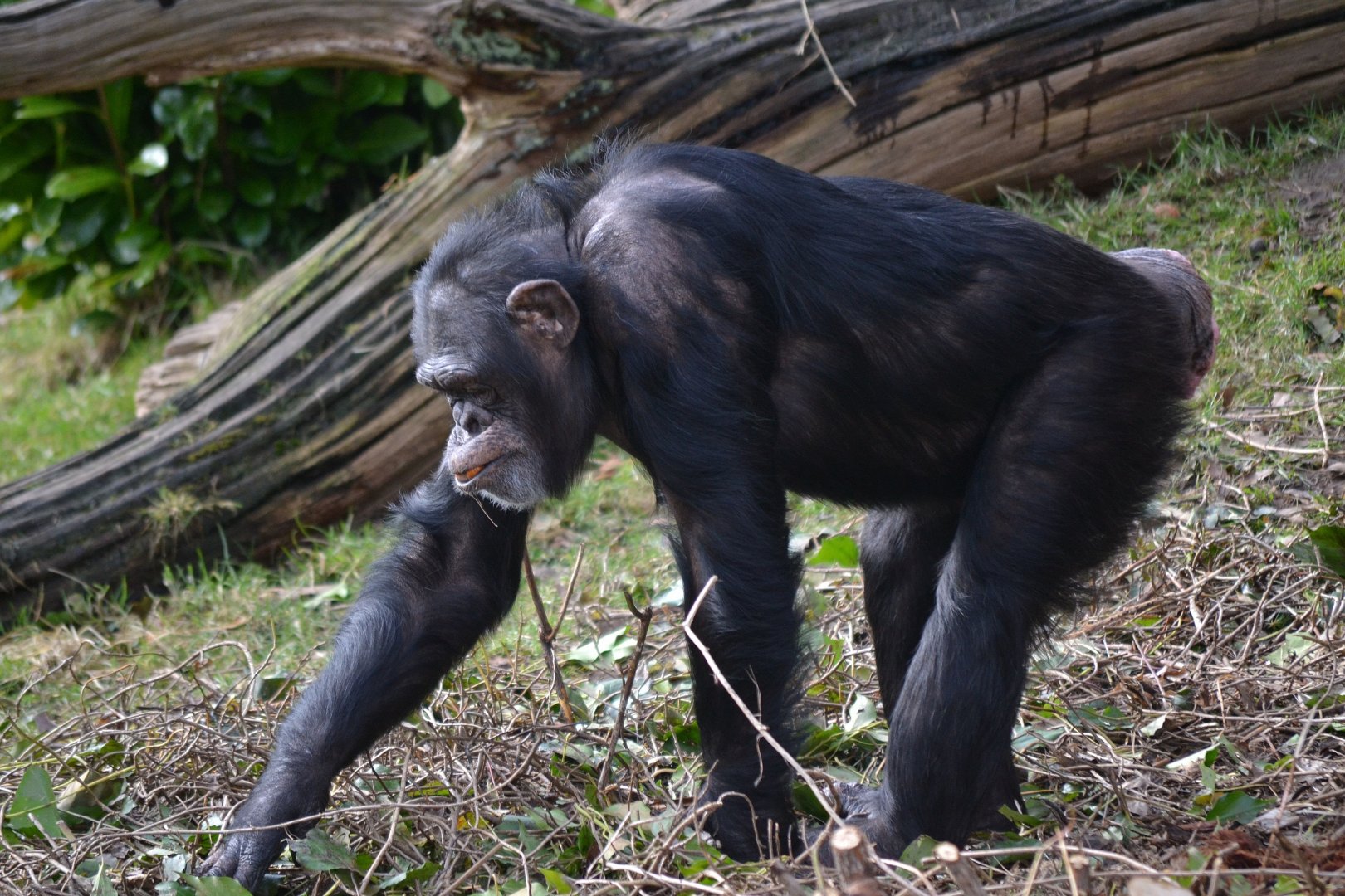 Western Common Chimpanzee - March 2018