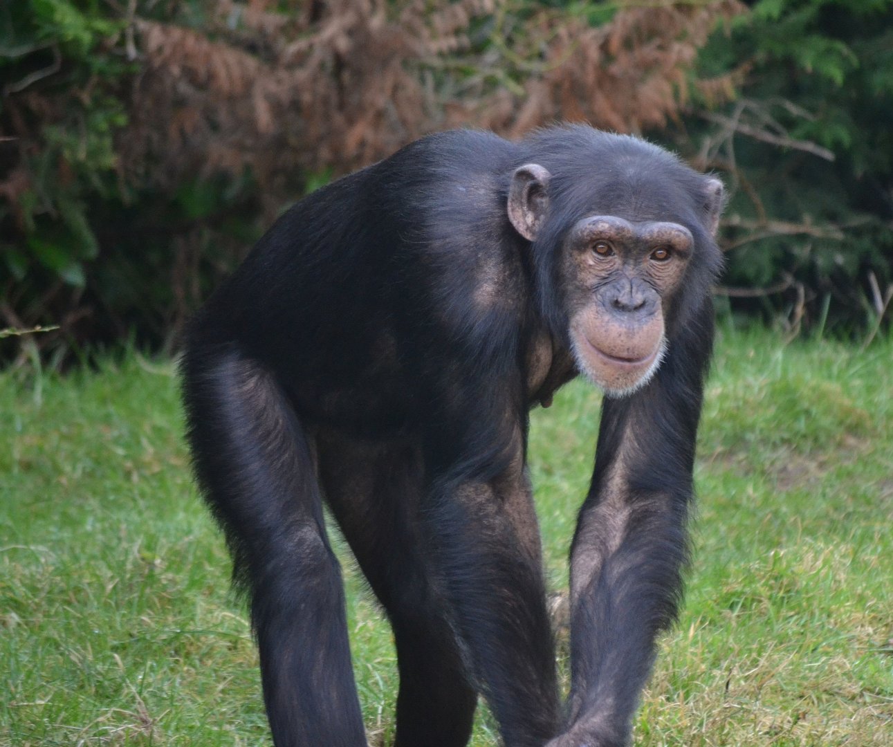Western Common Chimpanzee - March 2018