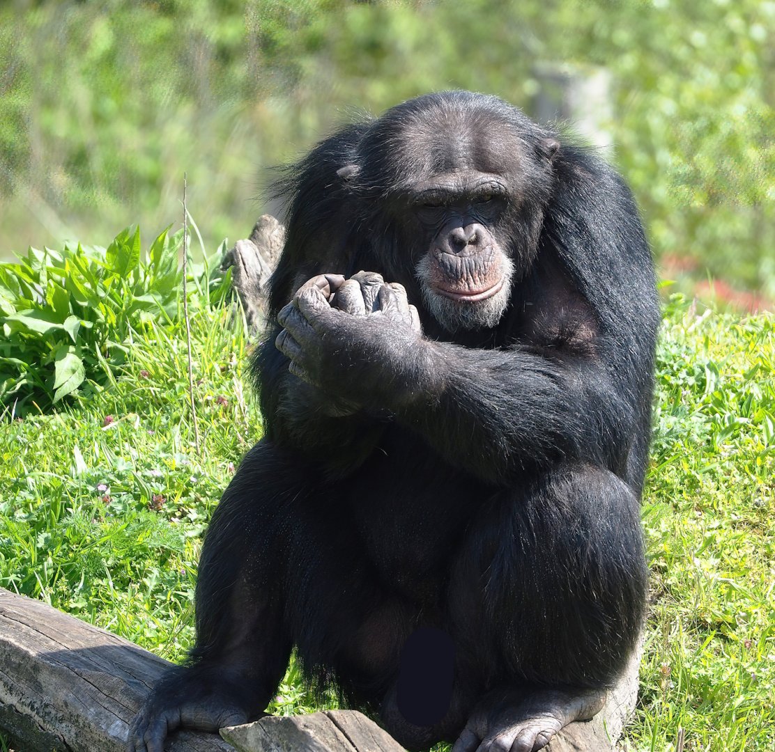 Western common chimpanzee (Pan troglodytes verus), 2023-04-30