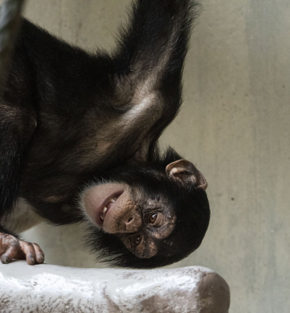 Western common chimpanzee (Pan troglodytes verus)