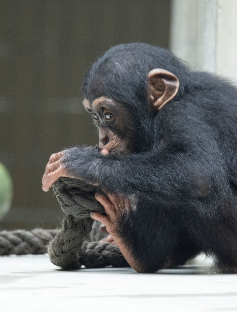Western common chimpanzee (Pan troglodytes verus)