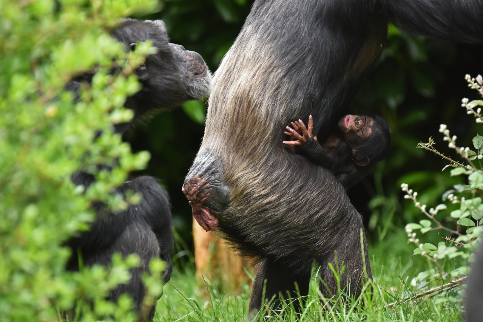 Western common chimpanzee Pan troglodytes verus