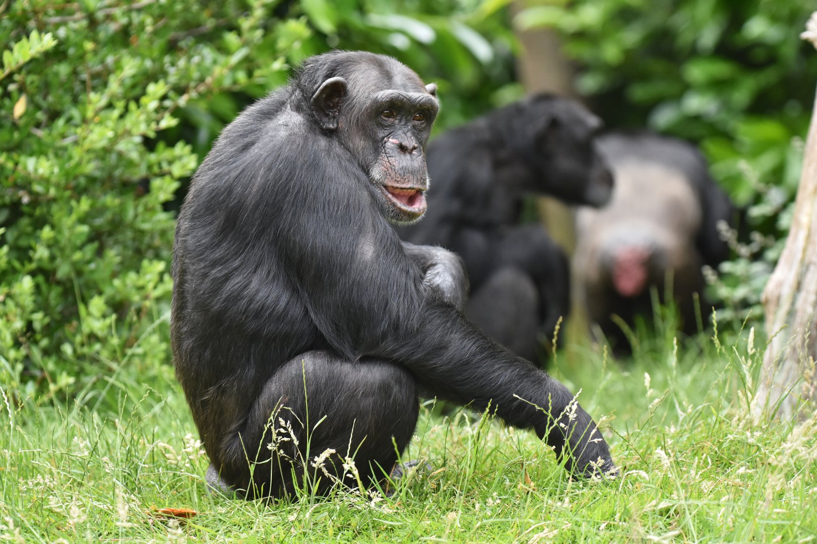 Western common chimpanzee Pan troglodytes verus