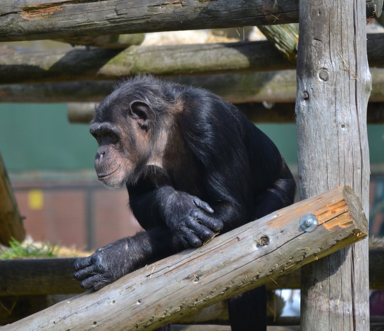 Western Common Chimpanzee - September 2015