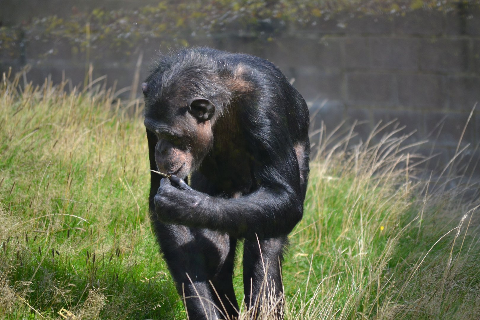 Western Common Chimpanzee - September 2015