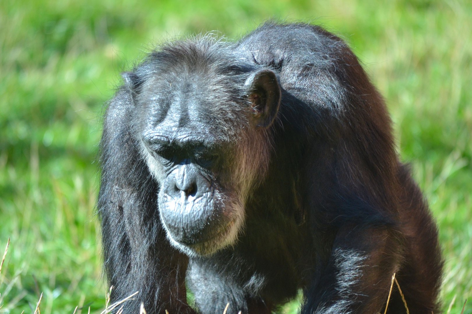 Western Common Chimpanzee - September 2015
