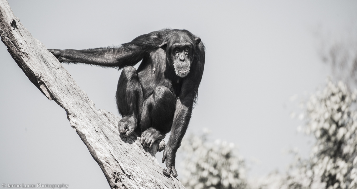 Western common chimpanzee