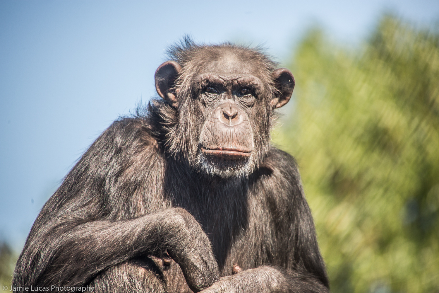 Western Common Chimpanzee