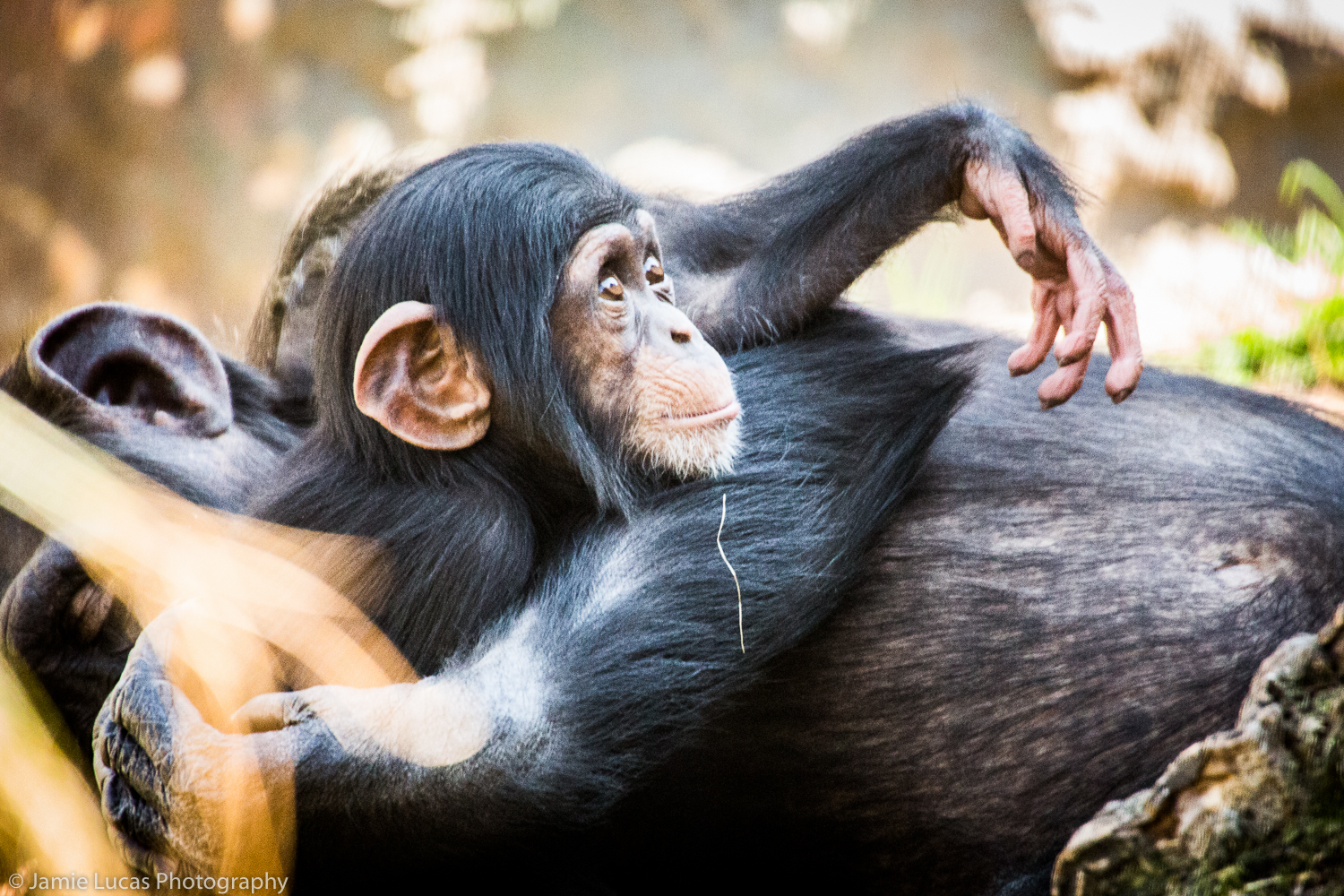 Western Common Chimpanzee