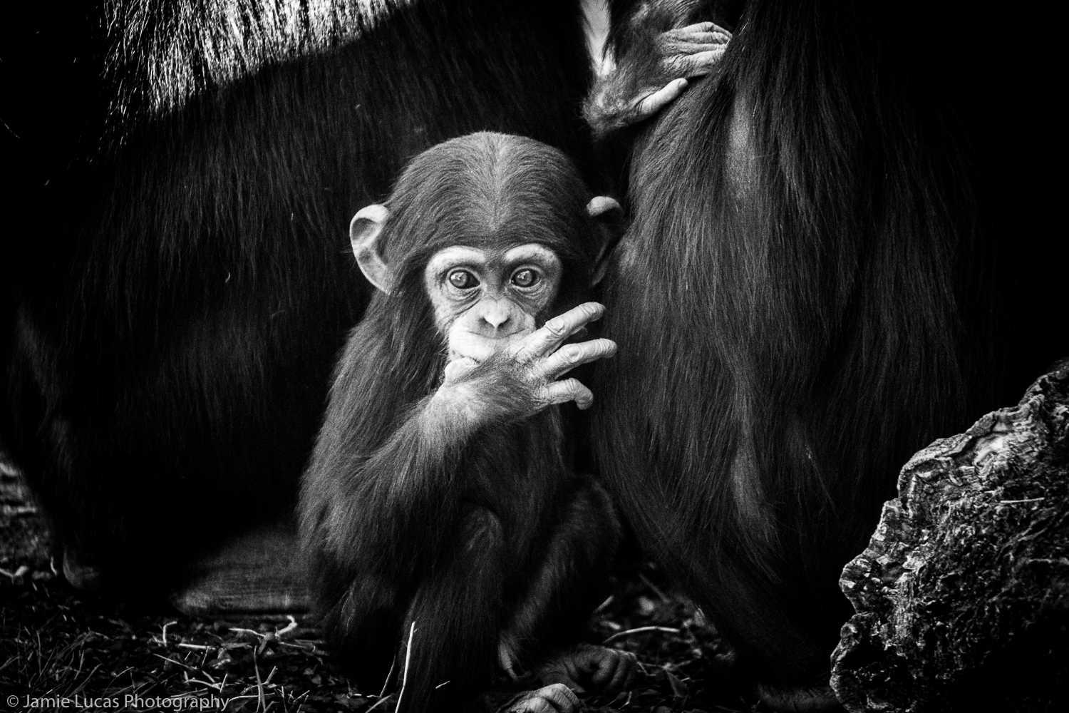 Western Common Chimpanzee