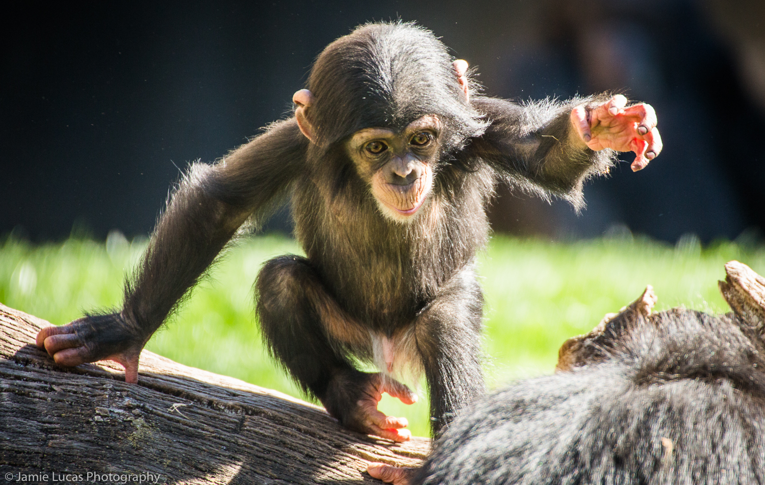 Western Common Chimpanzee
