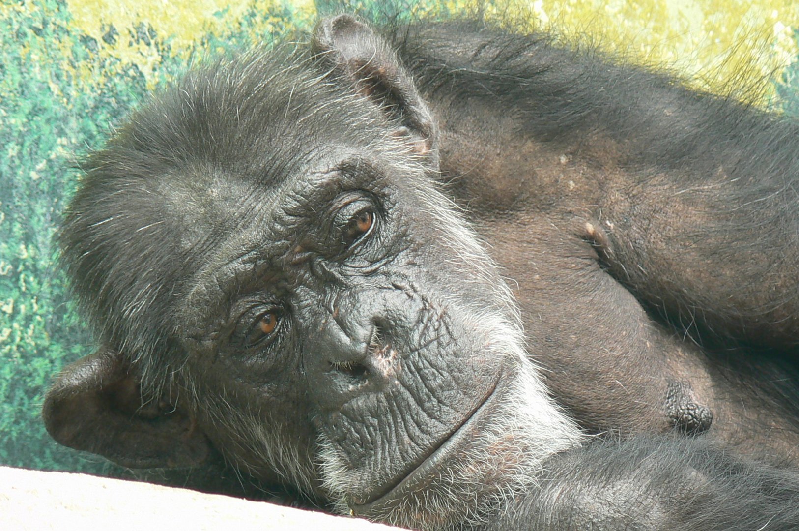 Western common chimpanzee