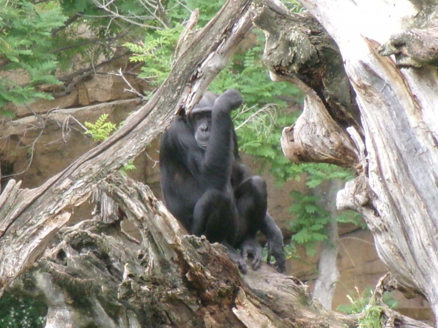 Western common chimpanzee
