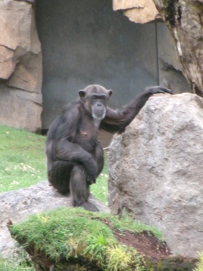 Western common chimpanzee