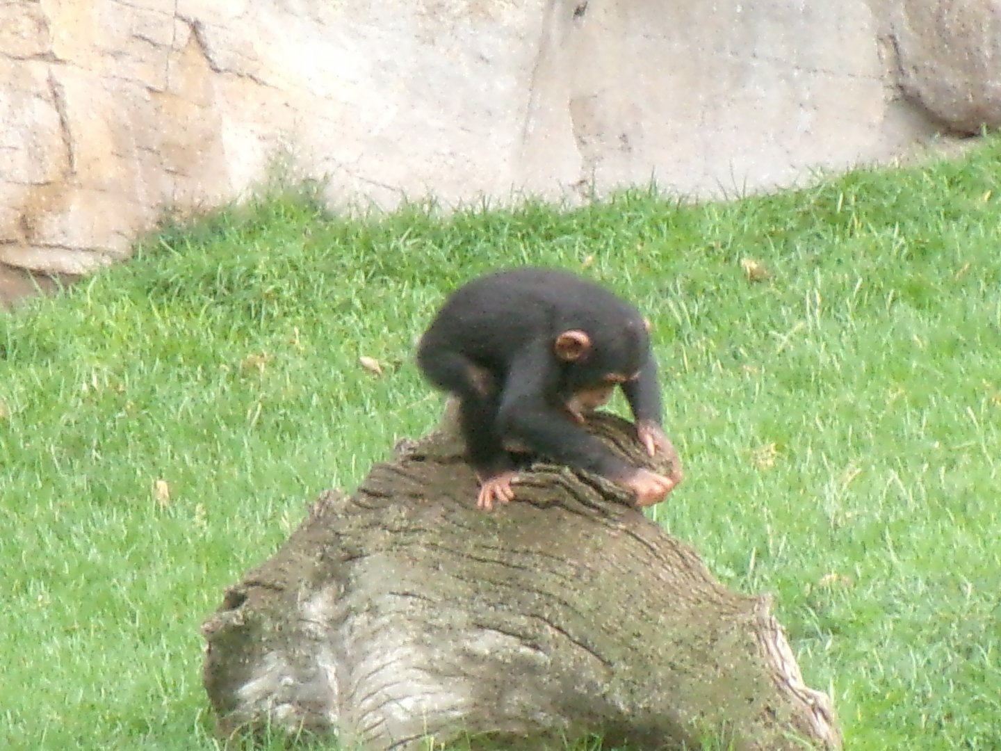 Western common chimpanzee