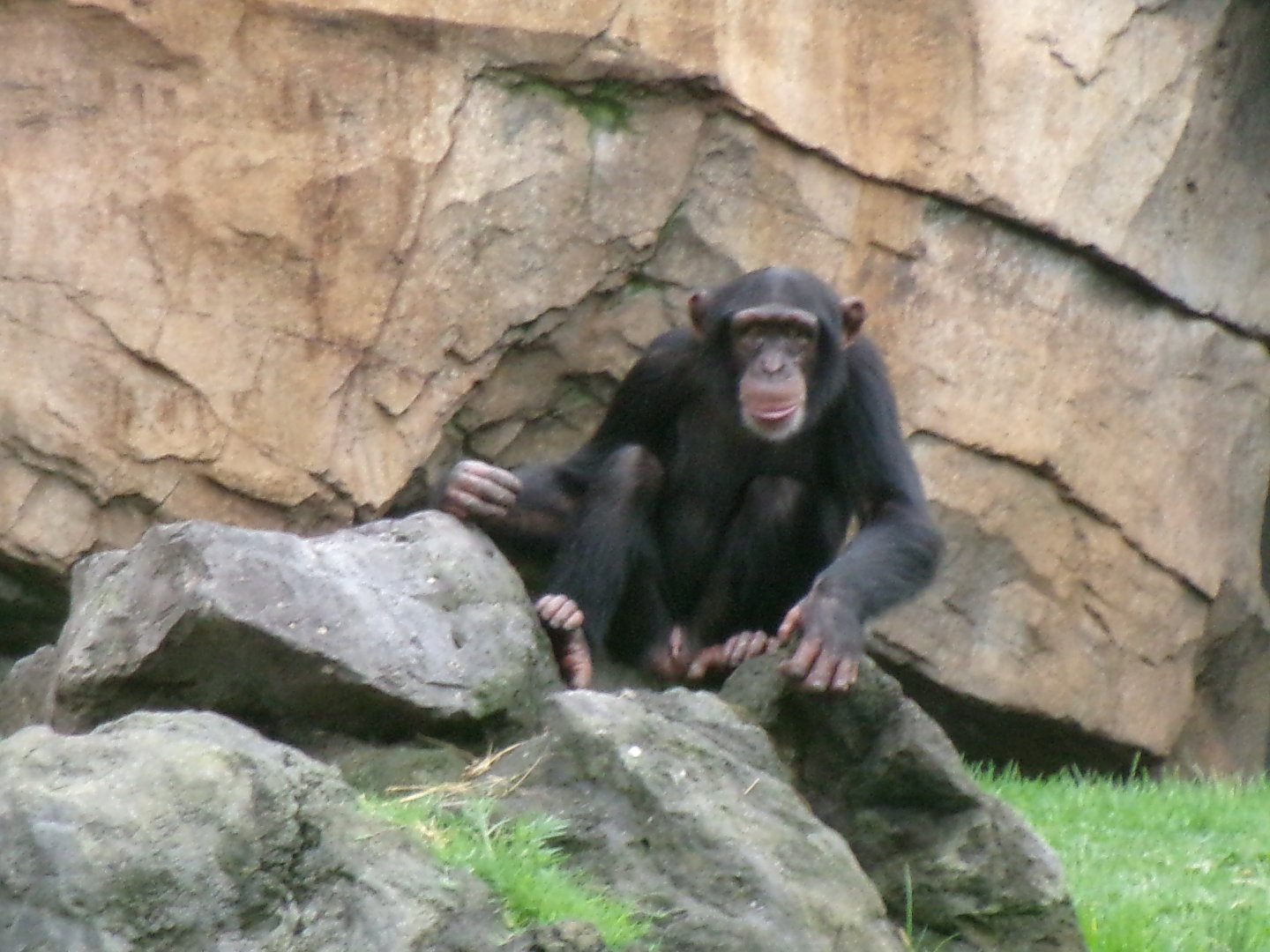 Western common chimpanzee