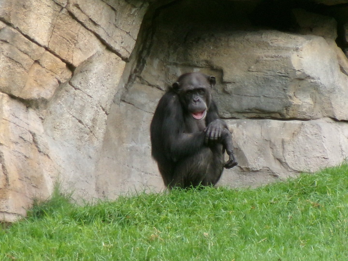 Western common chimpanzee