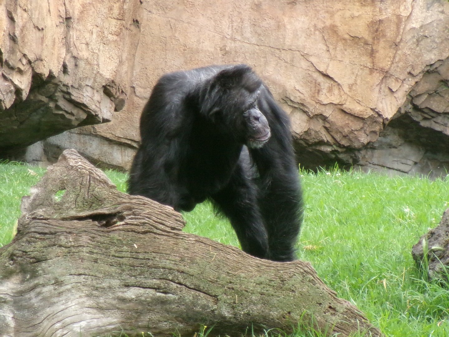 Western common chimpanzee