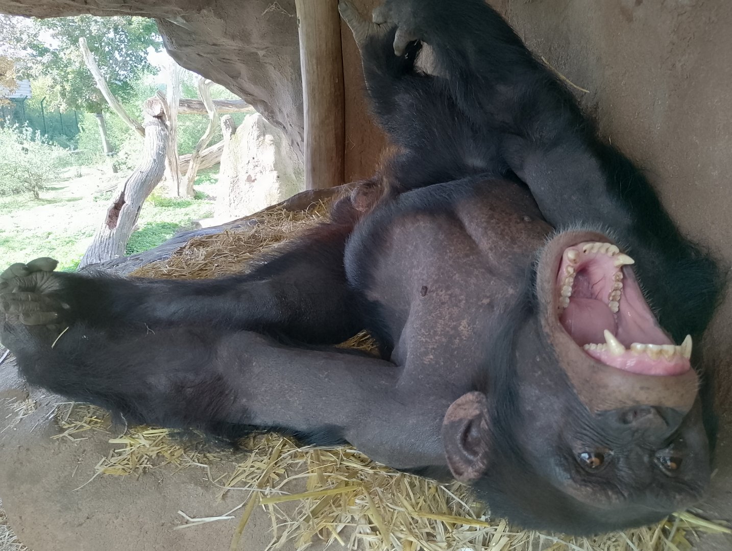 Western common chimpanzee