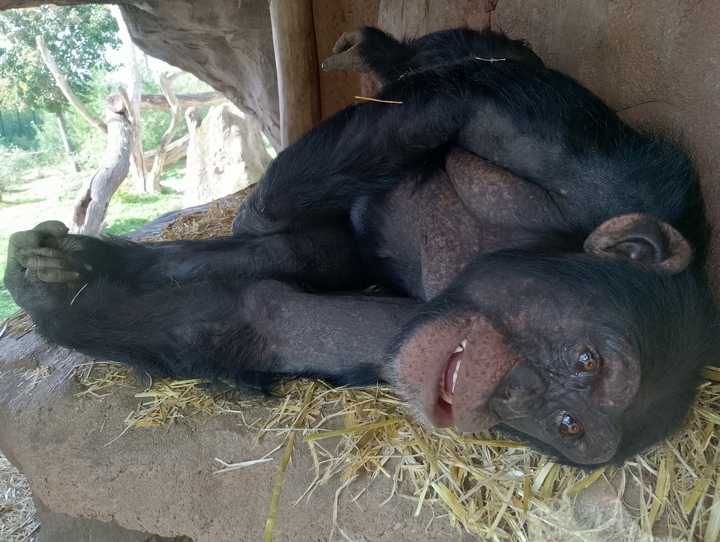 Western common chimpanzee