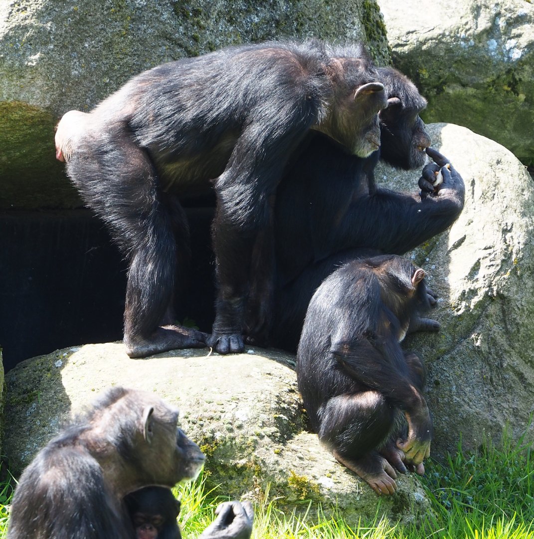 Western common chimpanzees (Pan troglodytes verus), 2023-04-30