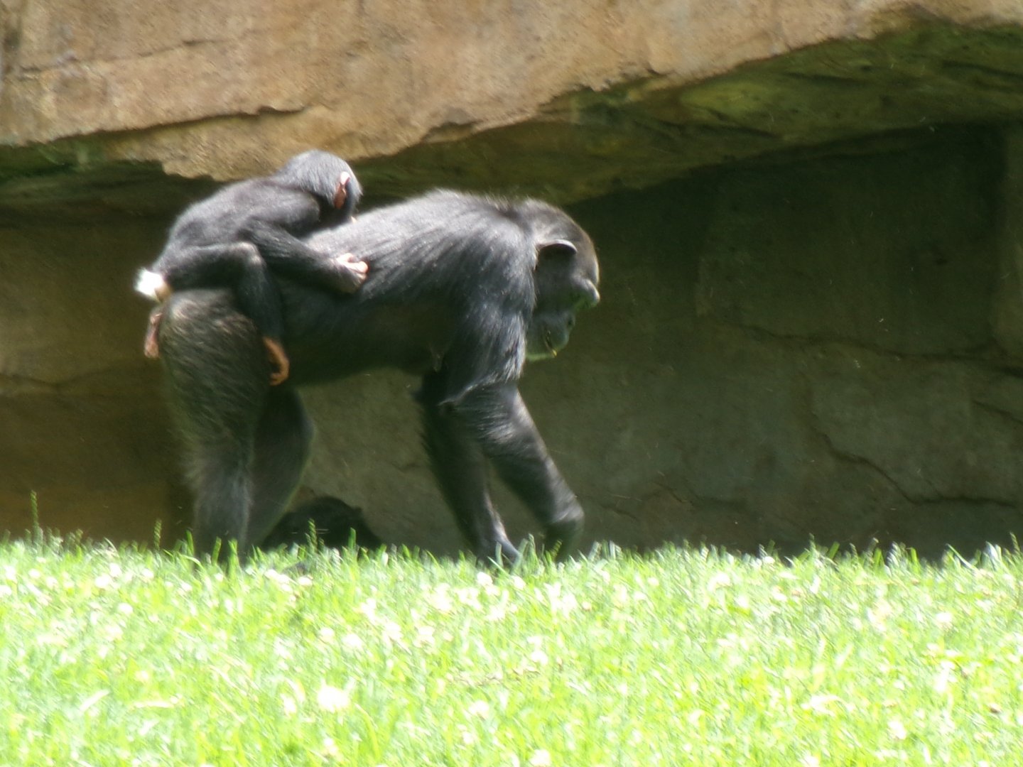 Western common chimpanzees