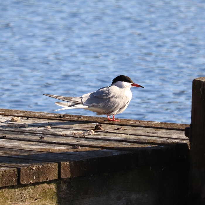 Western common tern (Sterna hirundo hirundo)