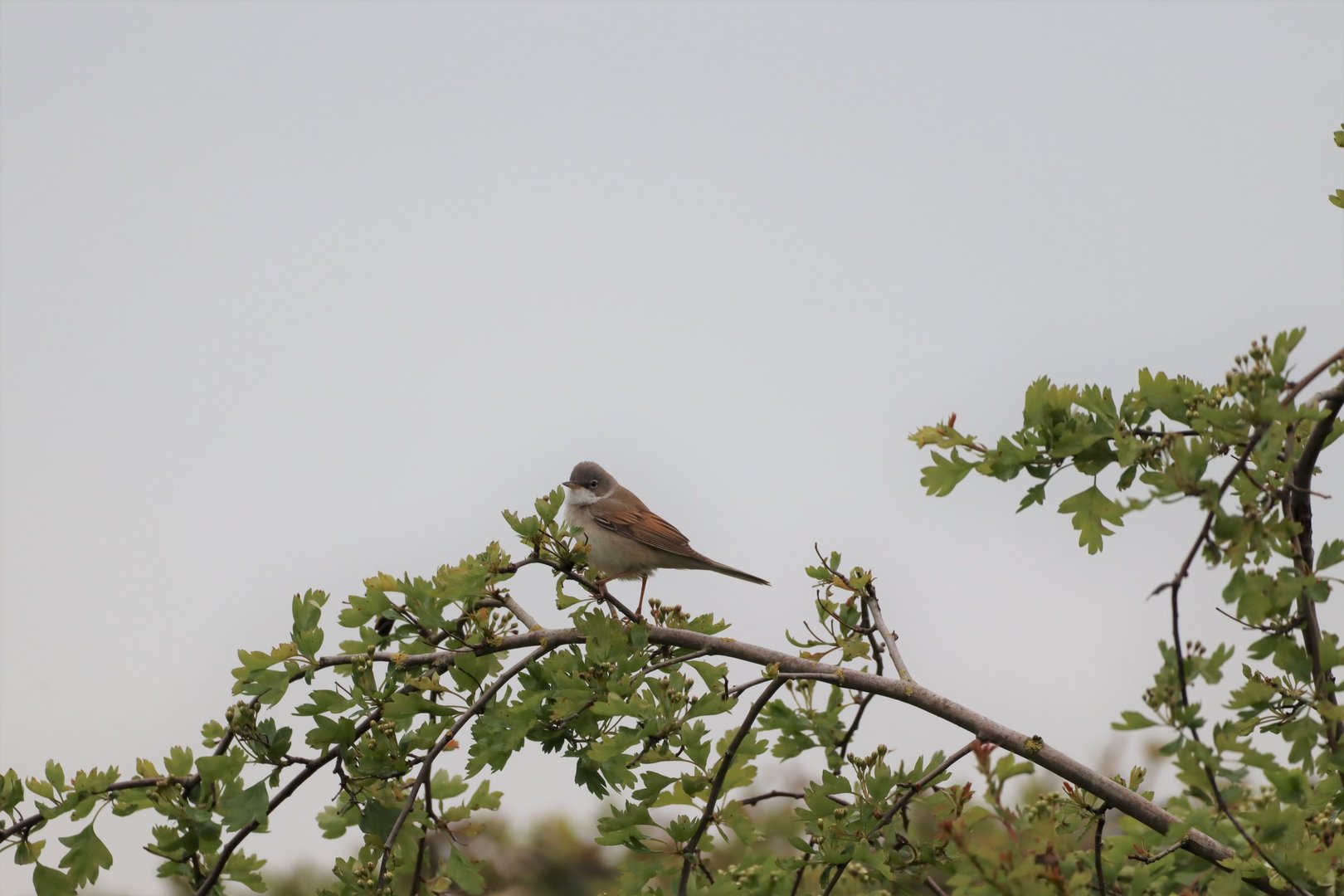 Western Common Whitethroat